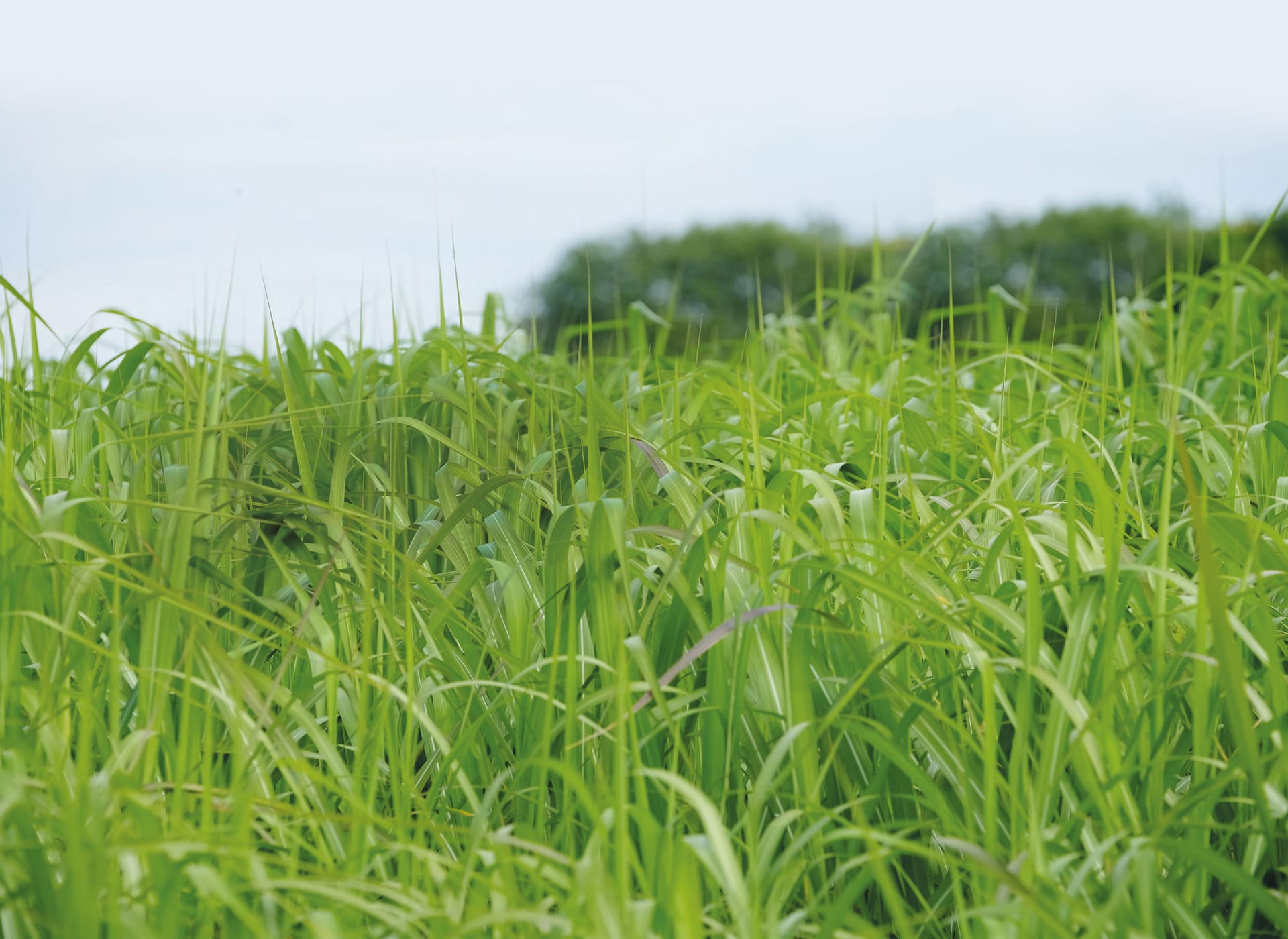 Miscanthus