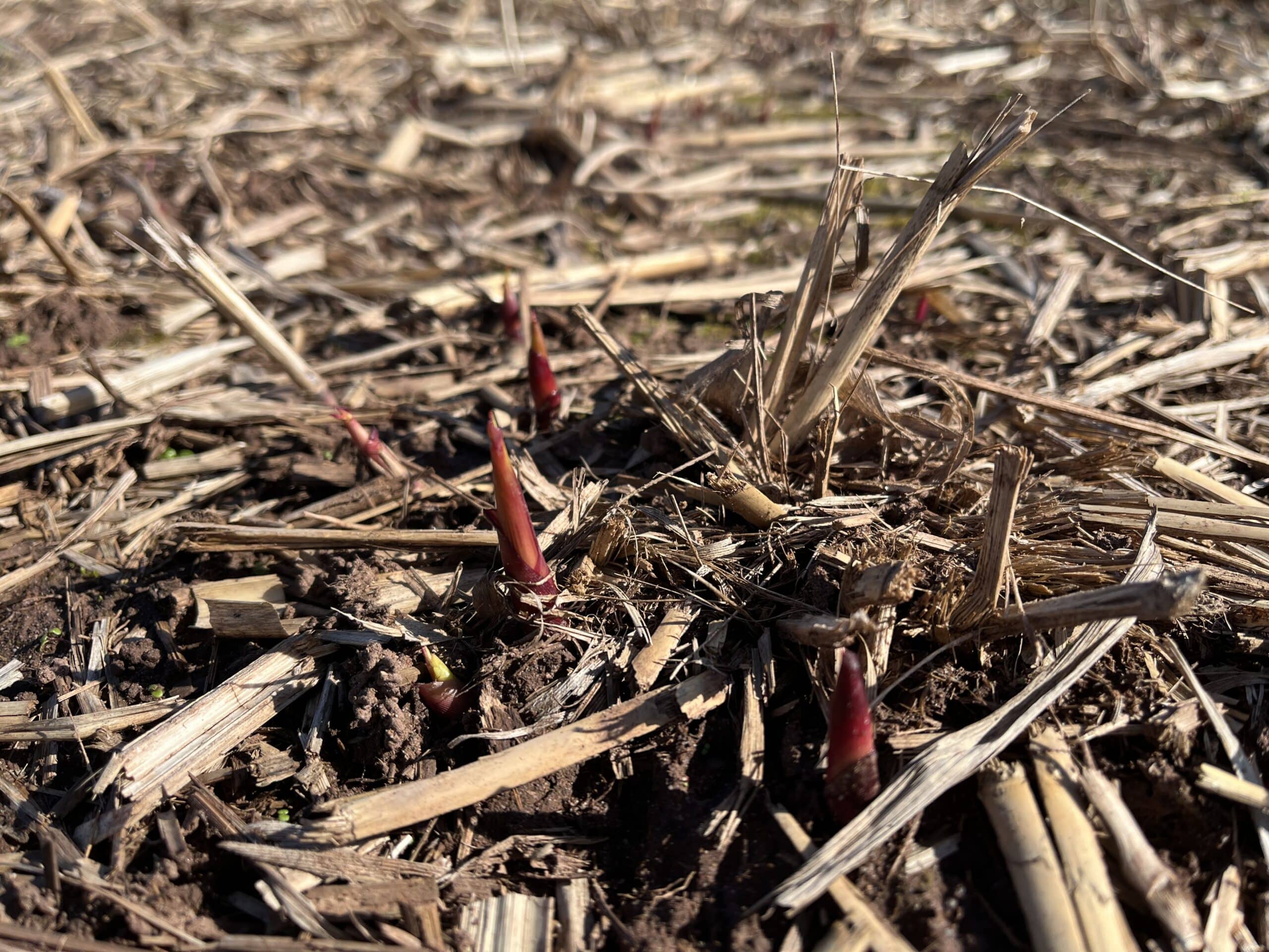 2023 Ethos Miscanthus Crop Ethos